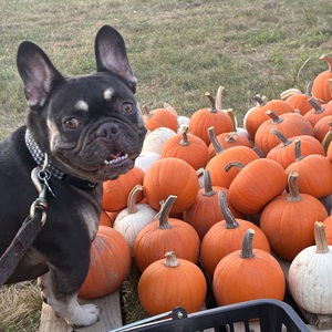 Fundraising Page: Pasha - Myya Kuzu